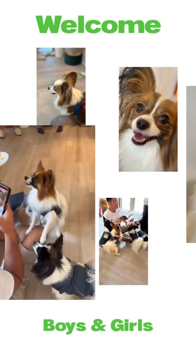 可愛い8パピヨンs🐶