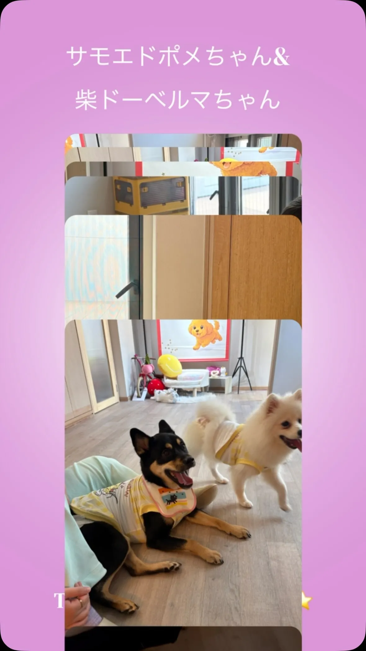 #honeyindoordogrun 