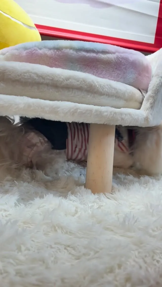 わんこ8頭🐶みんな可愛い💕