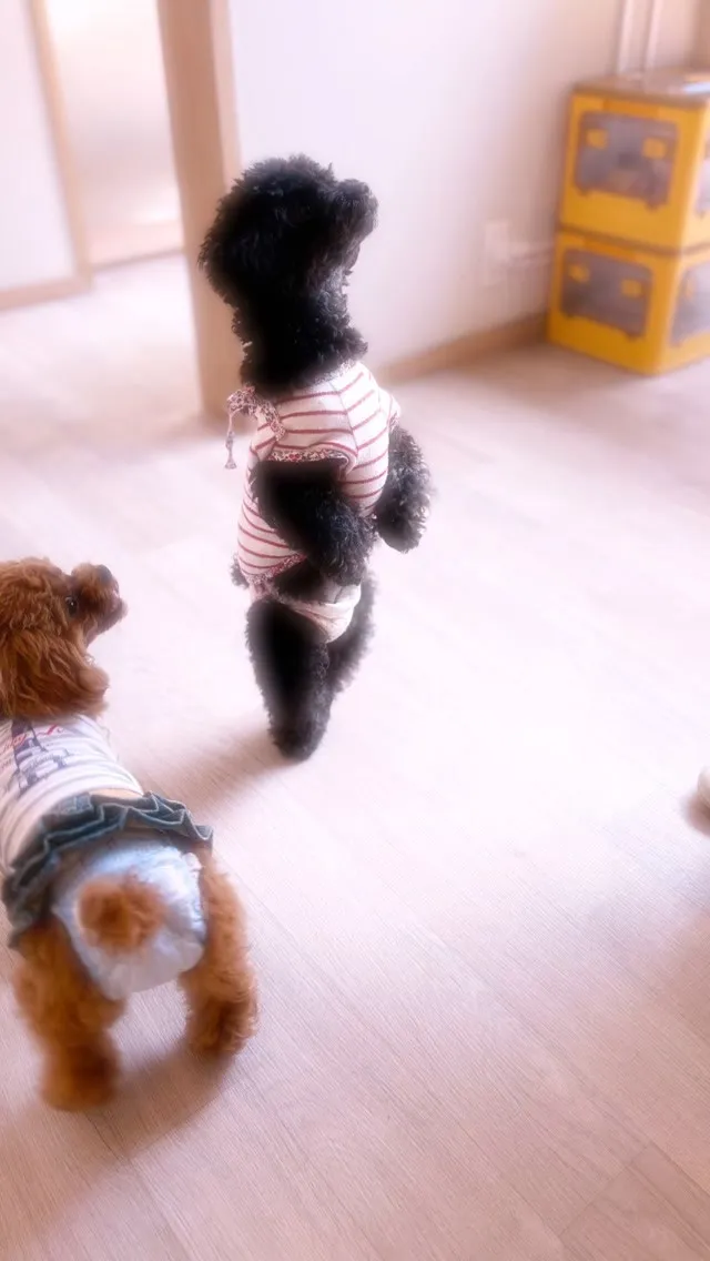 めっちゃ仲良し良い子さんたち🐶
