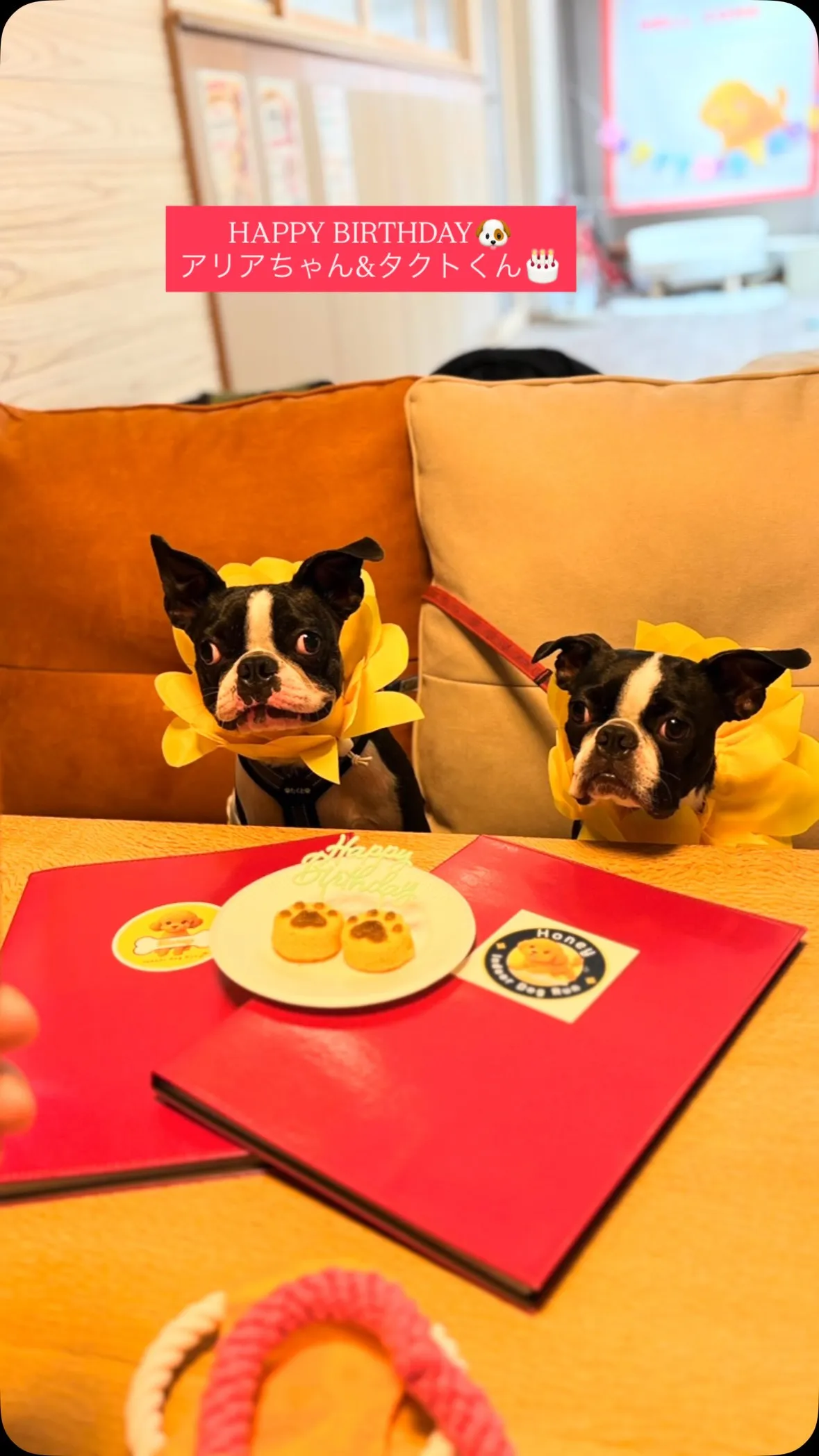ボストンテリア⭐️お誕生日の子2犬🐶