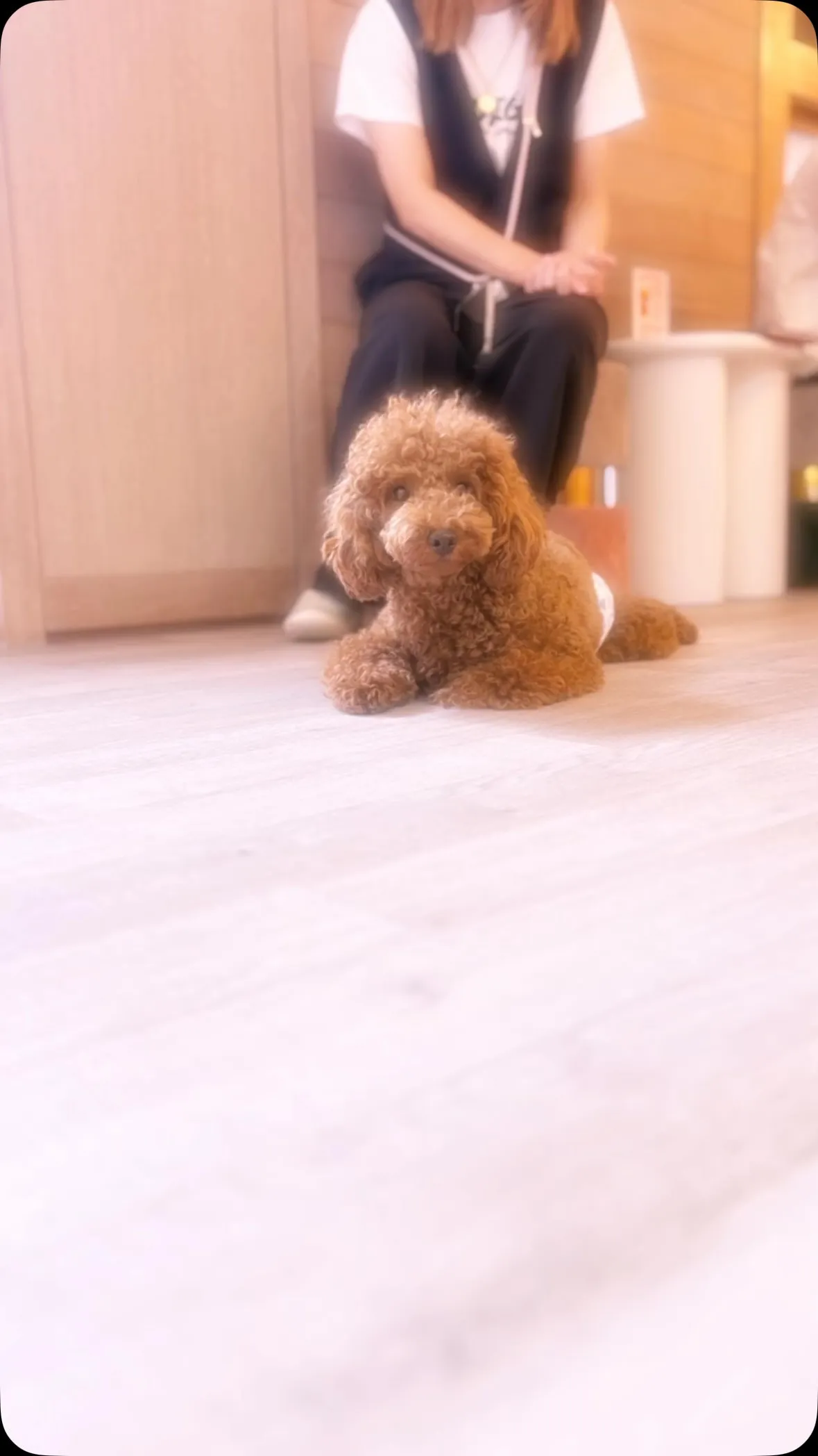 ドッグラン初デビュー🐶⭐️
