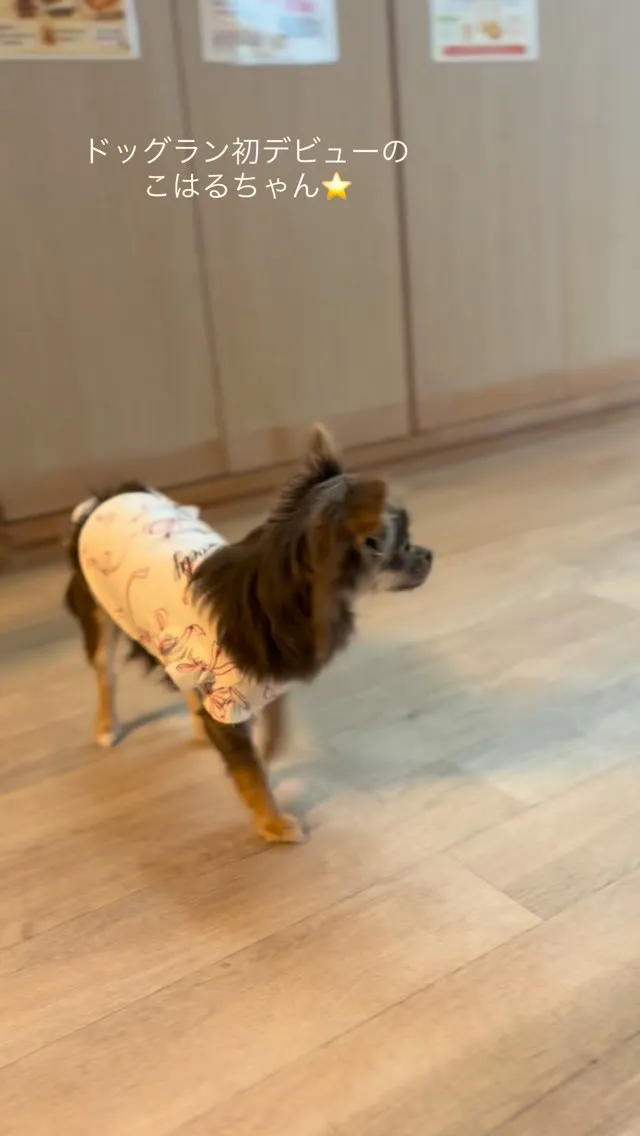 チワワ🐶ブルー&タン⭐️