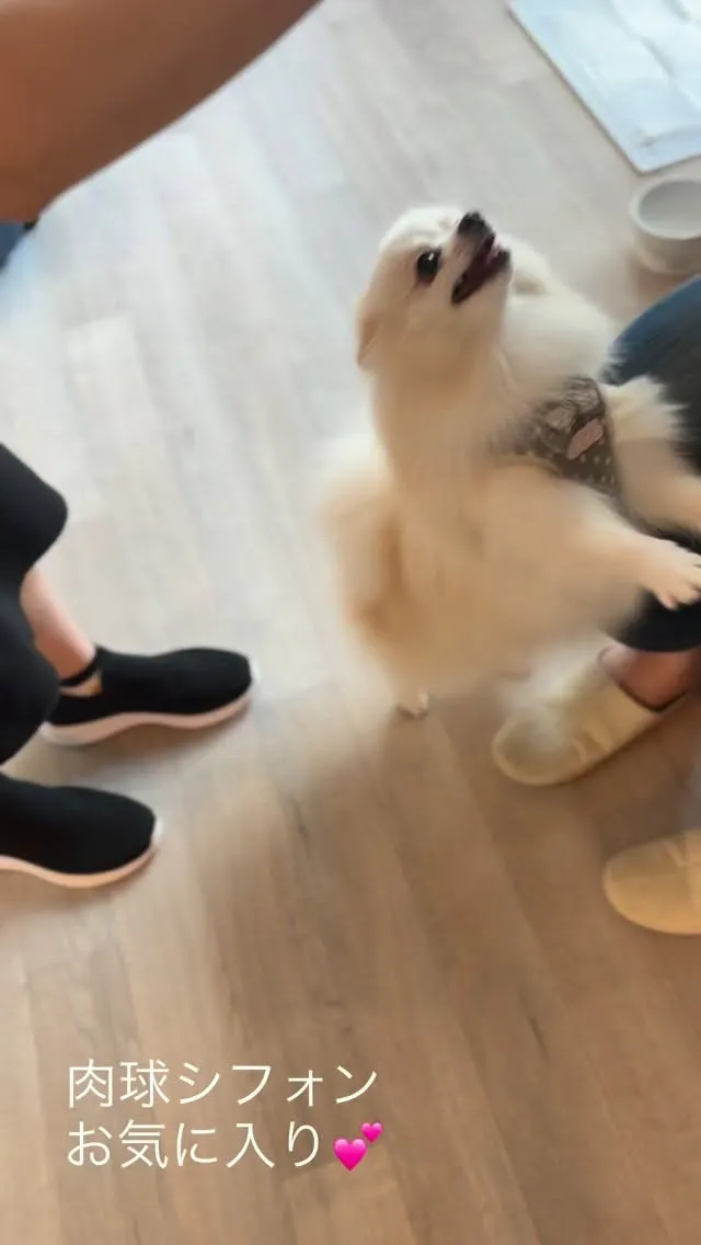 見学にいらっしゃいました🐶