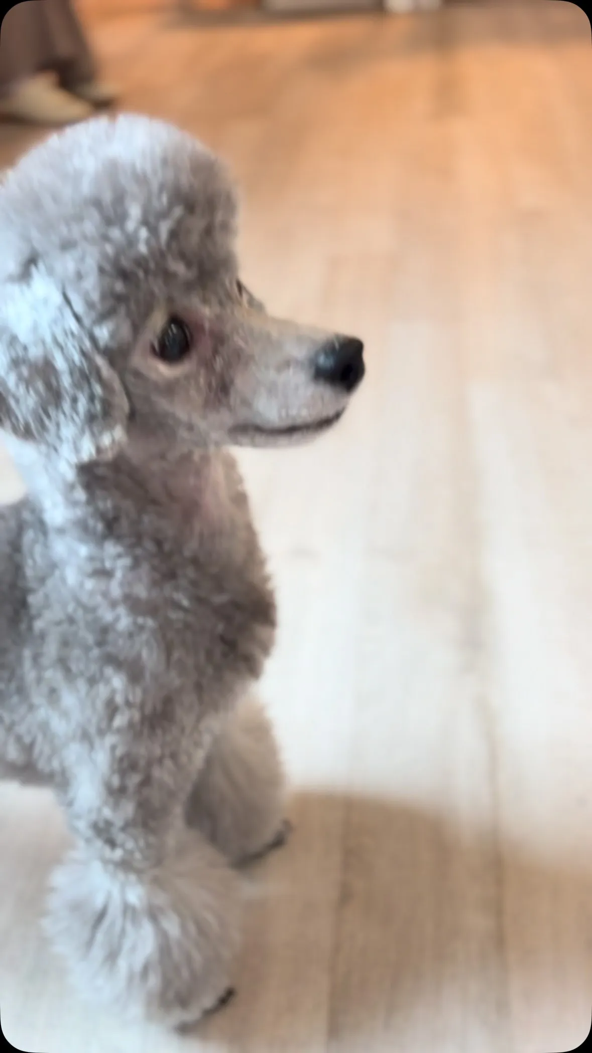 おしゃれカットの２トイプーさん🐶
